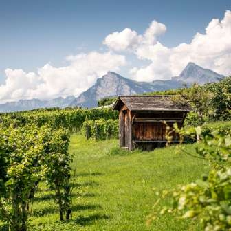 I vigneti della Bünder Herrschaft © Heidiland Tourismus