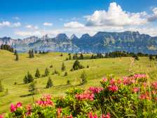 Un rigoglioso prato estivo sul Flumserberg