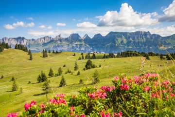 Un rigoglioso prato estivo sul Flumserberg Un rigoglioso prato estivo sul Flumserberg