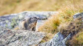 Osservazione della marmotta selvatica Marmotta fischiante seduta su una pietra