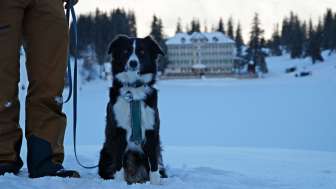 Inverno, neve, Seebenalp, Flumserberg, cane, escursioni invernali