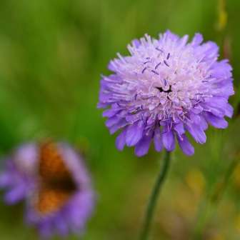 Quinte, fiore della vedova