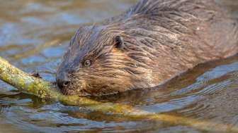 Osservazione della fauna selvatica del castoro