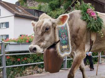 Guida alpina del bestiame, mucche, Mels