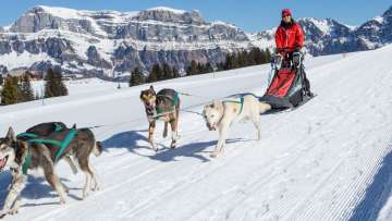cani, husky, tour degli husky, slitte trainate da cani