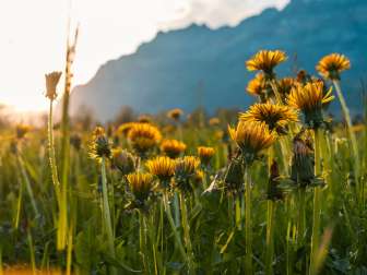 2025, tramonto, montagne, fiori, prato fiorito, Churfirsten, primavera, paesaggio e natura, denti di leone, tramonto, prato, nuvole