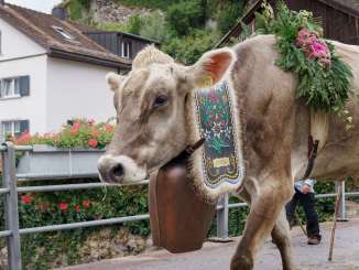 Guida alpina del bestiame, mucche, Mels