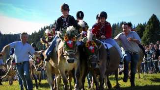 Corsa delle mucche sul Flumserberg Corsa delle mucche sul Flumserberg