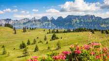 Un rigoglioso prato estivo sul Flumserberg