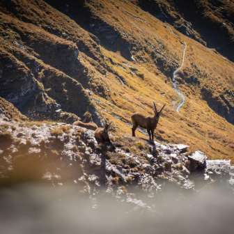 Stambecchi © Thomas Kessler Visuals