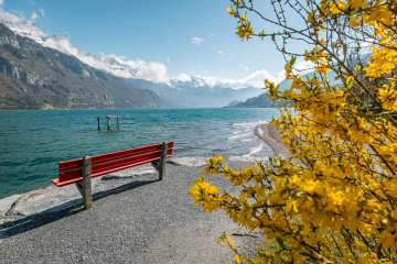 2025, panorama, vista, panchina, montagne, forsizia, albero di forsizia, primavera, giallo, paesaggio e natura, albero di Pasqua, panchina rossa, lago, panchina, trampolino, pietre, riva, lago di Walenstadt, acqua, onde, nuvole