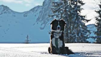 Inverno, neve, Seebenalp, Flumserberg, cane, escursioni invernali