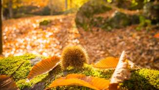 Sentiero del castagno_Murgtal Sentiero delle castagne, castagne, autunno dorato, bosco, valle di Murg, passeggiata, castagne, Murg, foglie