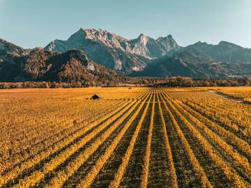 Viti_Bündner Herrschaft_Autunno Fläsch, colori autunnali, Falknis, viti, Bündner Herrschaft