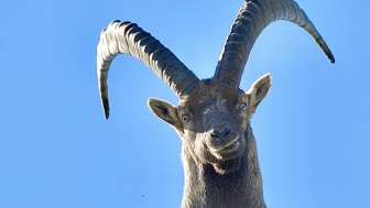 Capricorno © Heidiland Tourismus