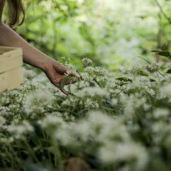 Raccogliere l'aglio orsino