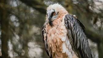 Osservazione della fauna selvatica: gipeti e aquile reali