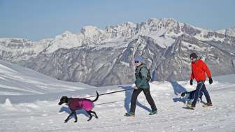 Gruppo di corni alpini Pardiel, cane, passerelle, Pizol, neve, escursioni invernali