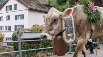Guida alpina del bestiame, mucche, Mels