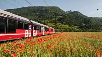 Un treno rosso della Ferrovia retica passa davanti a un campo di papaveri in fiore