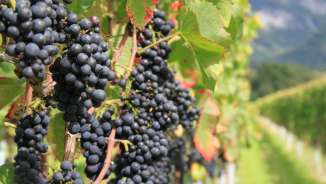 Vigneti_Bündner Herrschaft Vino, montagna
