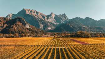 L'autunno dorato nella Bündner Herrschaft Vitigni color oro nella Bündner Herrschaft. Sullo sfondo si vede l'imponente cima del Falknis.