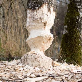 Castoro sul tronco di un albero © Heidiland Tourismus