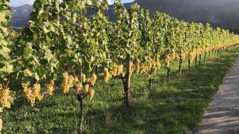 Viticoltura e distilleria biologica Luzi Boner