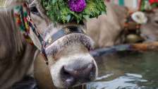 Guida alpina del bestiame, mucche, Mels