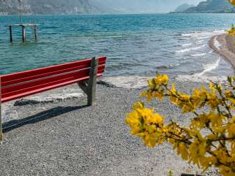 2025, panorama, vista, panchina, montagne, forsizia, albero di forsizia, primavera, giallo, paesaggio e natura, albero di Pasqua, panchina rossa, lago, panchina, trampolino, pietre, riva, lago di Walenstadt, acqua, onde, nuvole