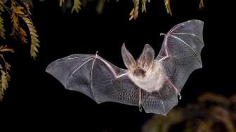 Pipistrello per l'osservazione della fauna selvatica