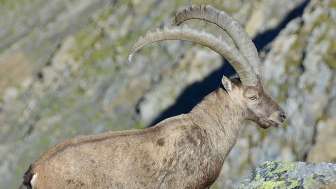 Stambecco, Valle di Calfeisen, Animali, Esperienze di montagna estate