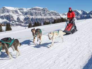 Escursione con gli husky a Flumserberg cani, husky, tour degli husky, slitte trainate da cani