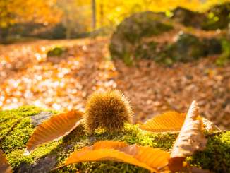 Sentiero delle castagne, castagne, autunno dorato, bosco, valle di Murg, passeggiata, castagne, Murg, foglie