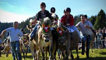 Corsa delle mucche sul Flumserberg