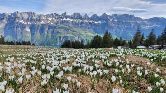 Sorgente di montagna sul Flumserberg Primavera di montagna, fiori di montagna