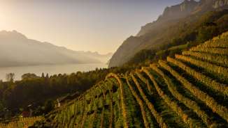 Vigneto_Walenstadt_Autunno Vigneto, Walenstadt, autunno dorato, Walensee, montagne, Walendstadt, vigne, vino di San Gallo