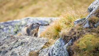 Osservazione della fauna selvatica Marmotta