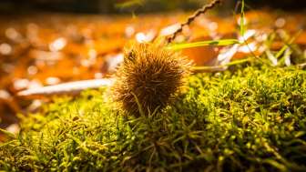 Bosco di castagni Murg