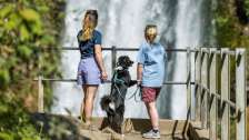 Due donne ammirano una cascata. Si vede anche un cane bianco e nero.