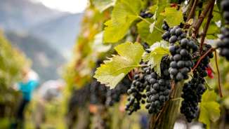 wimmel_buendner_herrschaft Viti con uva matura, fotografate durante la vendemmia nella regione di Bündner Herrschaft