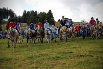 Mercato del formaggio di montagna di Flumserberg, gara di mungitura d093156a