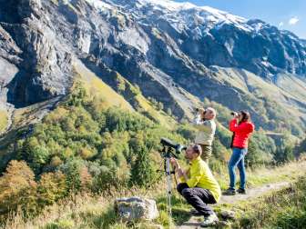 Batöni, cervo, abete bianco, osservazione della fauna selvatica, animali selvatici, tour degli animali selvatici, tour degli animali selvatici