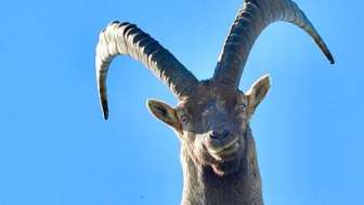 Osservazione della fauna selvatica Stambecchi, cervi, camosci e altri animali.