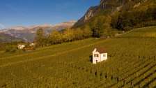 Heiligkreuz, Mels, viti, vino di San Gallo, vigneto