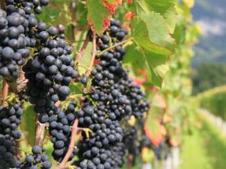 Vigneti_Bündner Herrschaft Vino, montagna