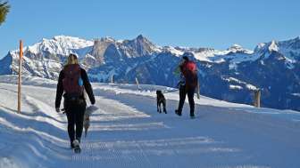 Neve, valle Tamina, Fürggli - Golerberg, cane, escursioni invernali